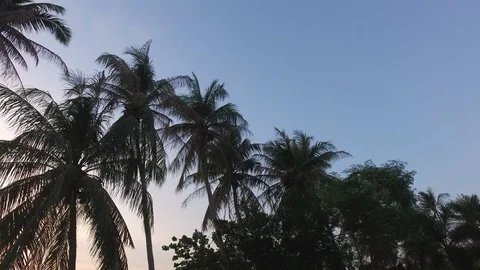 Palm trees on sunset background 動画素材 86314307