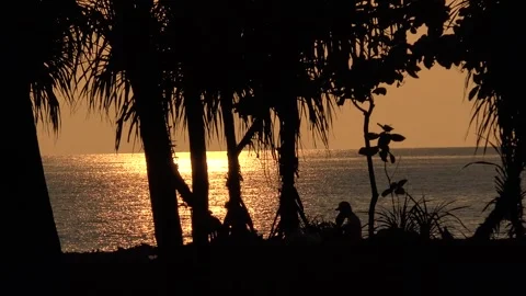 Palm trees with the sunset in the background Stock Footage 279233409