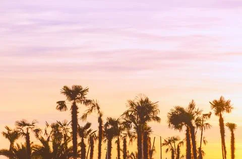 Palm trees on the sunset background Stock Photos