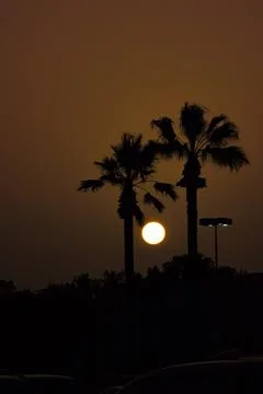 Palm trees at sunset backlit Stock Photos