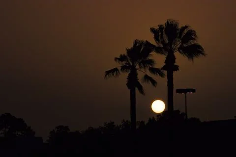 Palm trees at sunset backlit Stock Photos