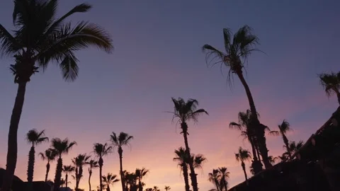 Palm trees at sunset on the beach Stock Footage 280446243