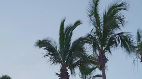 Palm trees at sunset on the beach Stock-Footage 280446244