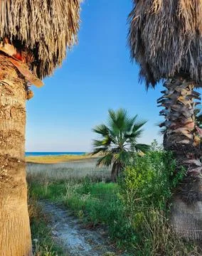 Palm Trees at Sunset Beach Stock Photos