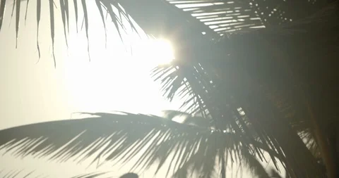 Palm Trees at Sunset, Beach Slow Motion Cinematic Shot Stock Footage 112418060