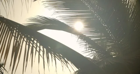Palm Trees at Sunset, Beach Slow Motion Cinematic Shot 動画素材 112418464
