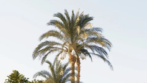 Palm trees at sunset on a beautiful summer evening Stock Footage 129189655