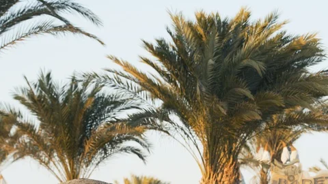 Palm trees at sunset on a beautiful summer evening Stock Footage 129194621