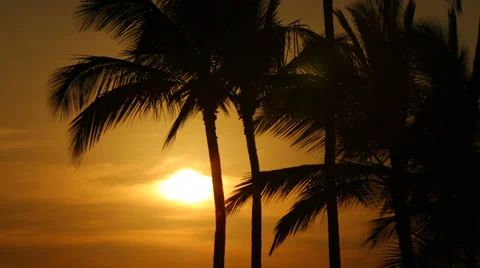 Palm trees at sunset, Big Island, Hawaii Stock Footage 36623161
