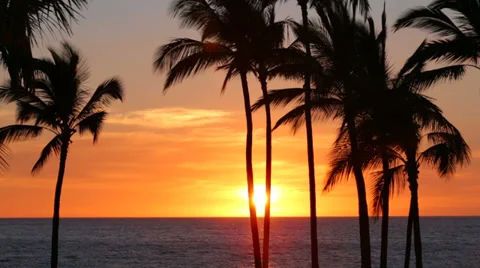 Palm trees at sunset, Big Island, Hawaii Stock Footage 36623206