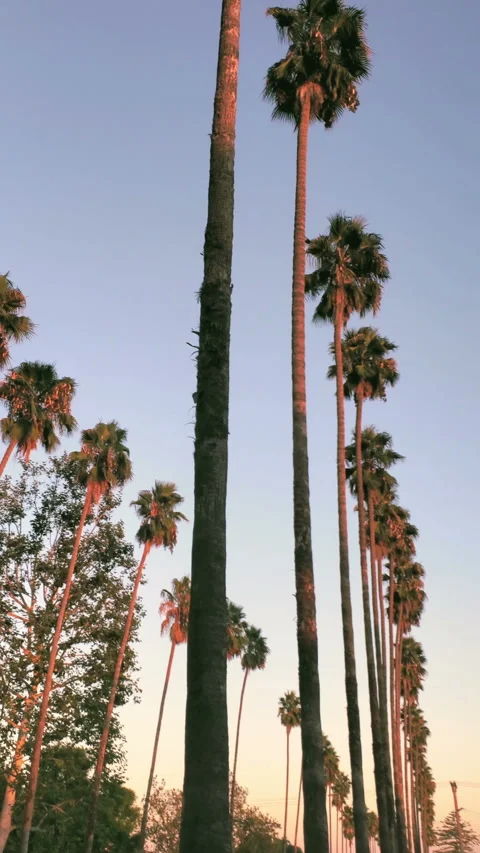 Palm trees at sunset on blue sky background Stock Footage 252336941