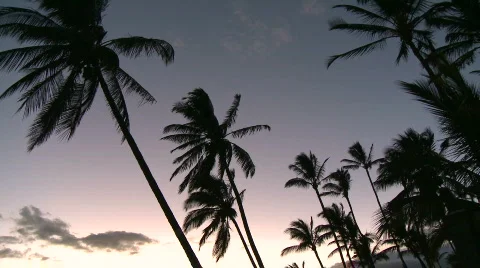 Palm Trees at Sunset - Clip 1 Stock Footage 546993