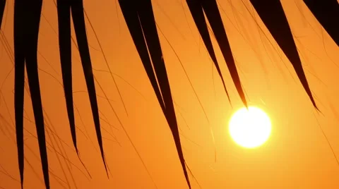 Palm trees at sunset, close-up 4 Stock-Footage 54199535