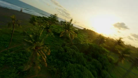 Palm trees at sunset drone video in Bali Stock Footage 242360633