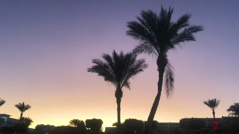 Palm trees at sunset. Egypt, the Red Sea. Blue sea. Sharm El Sheikh, Lagoon Bay Video stock 130750431