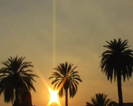 Palm trees at sunset Видео 62437