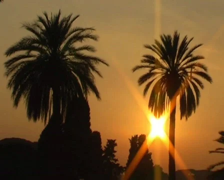 Palm trees - sunset Видео 62478
