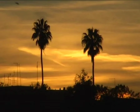 Palm trees into the sunset Vidéo 345530