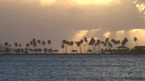 Palm Trees at Sunset Stock Footage 481812