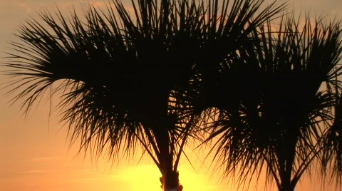 Palm Trees Sunset Stock Footage 755307
