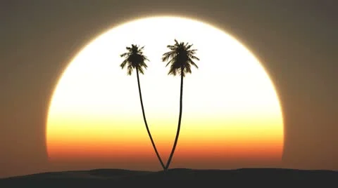 Palm trees at sunset Stock Footage 8969838