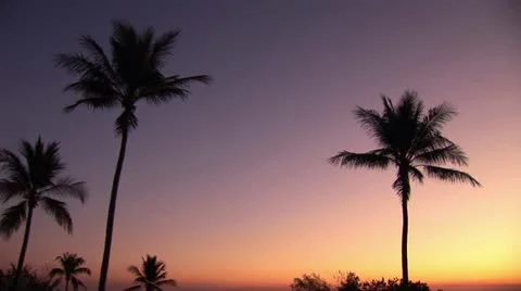 Palm trees at sunset Stock Footage 11344407
