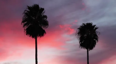 Palm Trees at Sunset Stock Footage 46323664