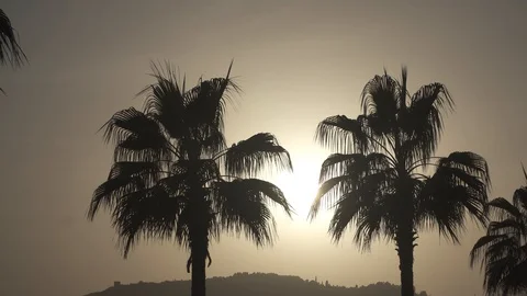 Palm trees at sunset Stock Footage 97792252