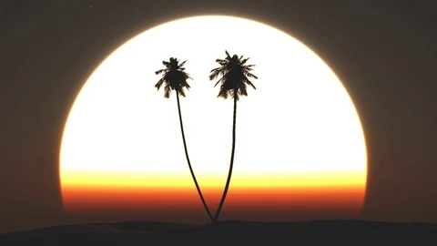 Palm trees sunset 스톡 동영상 99711967