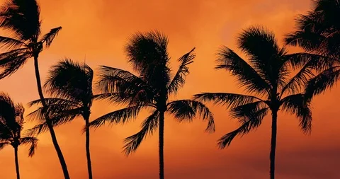 Palm trees at sunset. Vídeo Stock 117638684