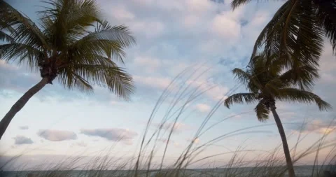 Palm Trees at Sunset 動画素材 158810579