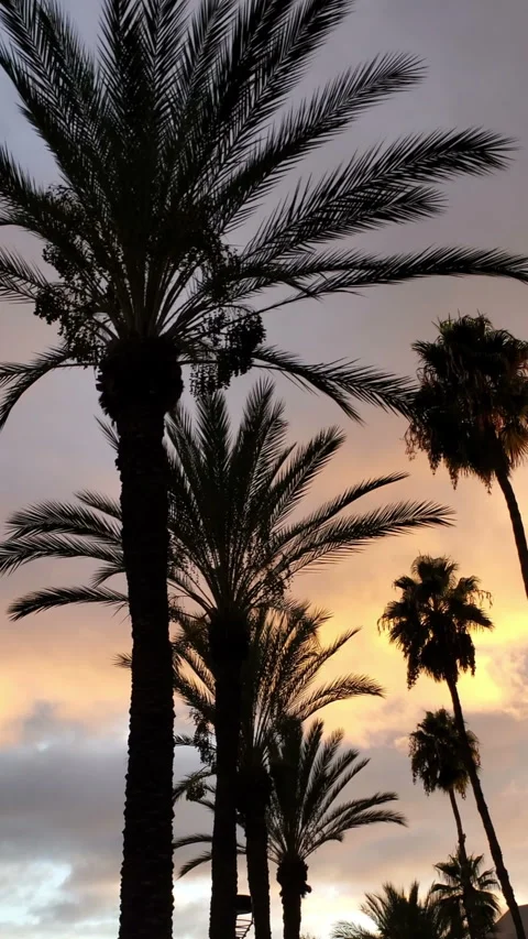 Palm trees at sunset Stock Footage 252157553