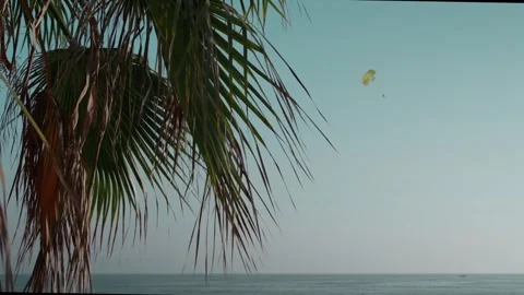 Palm Trees at Sunset Stock Footage 339703540