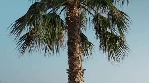 Palm Trees at Sunset Stock Footage 339703635