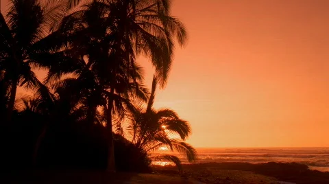 Palm Trees at Sunset HD Stock Footage 529911
