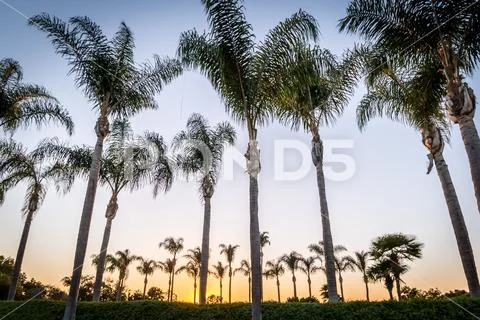Palm Trees at Sunset HDR Stock Photos