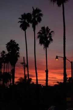 Palm trees at sunset in LA Stock Photos