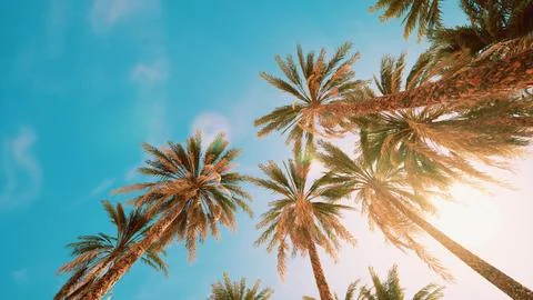 Palm trees at sunset light and sky 스톡 일러스트