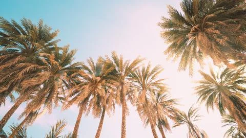 Palm trees at sunset light and sky Stock Illustration