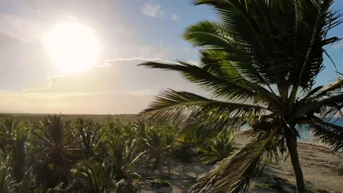 Palm trees at sunset light. Caribe palm beach background. Stock Footage 196546671