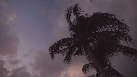 Palm trees at sunset light Stock Footage 125262534