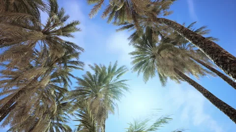 Palm trees at sunset light Stock Footage 260917323