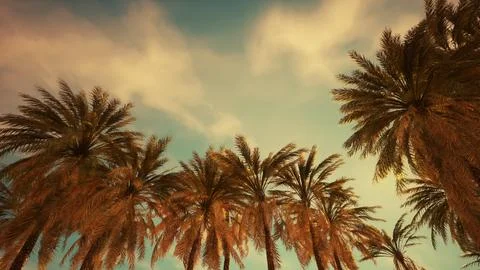 Palm trees at sunset light Illustrazione stock
