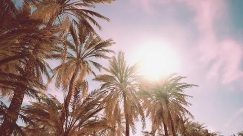 Palm trees at sunset light 库存插图