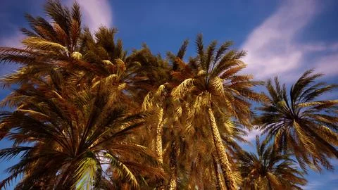 Palm trees at sunset light Stock Illustration