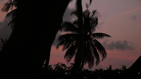 Palm trees in the sunset, Maldives Stock Footage 183022007