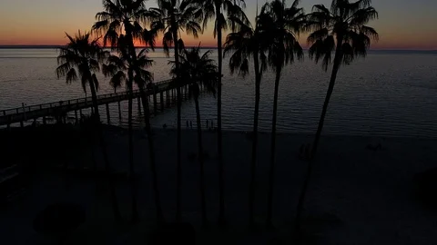Palm trees at sunset in mexico. Видео 79517646