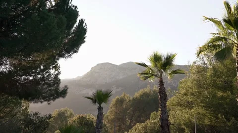 Palm trees at sunset with mountain background Stock Footage 275006839