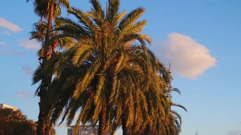 Palm Trees at Sunset Move from the Wind, Reflecting the Rays of the Sun in Stock Footage 199698326