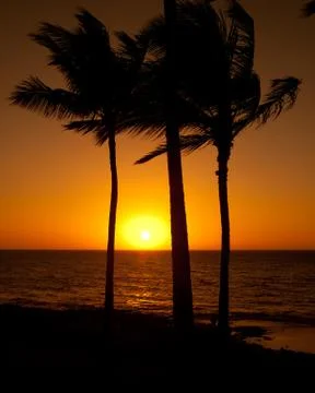Palm trees at sunset Stock Photos